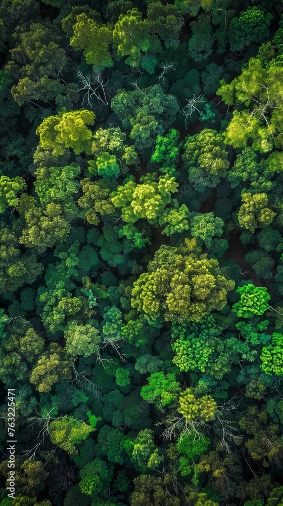 Aerial view of dense forest