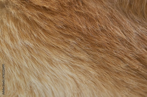 Background, of the brown hair of golden retriever