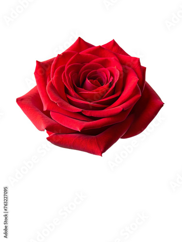 Beautiful red rose. isolated on transparent background.