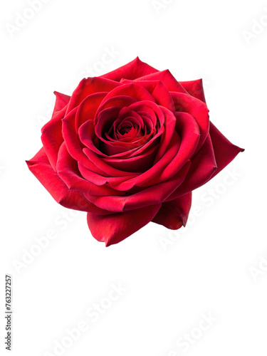 Beautiful red rose. isolated on transparent background.