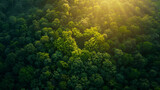 Aerial view of a dense green forest illuminated by the warm sunlight.