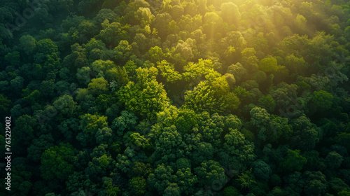 Aerial view of a dense green forest illuminated by the warm sunlight. photo