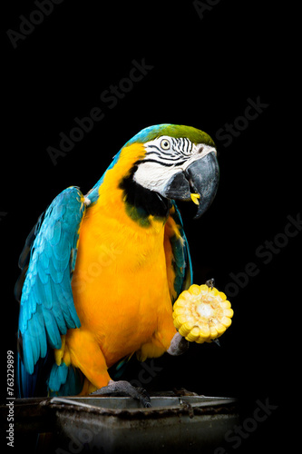 Bird Blue macaw parrot eats corn with isolated black background
