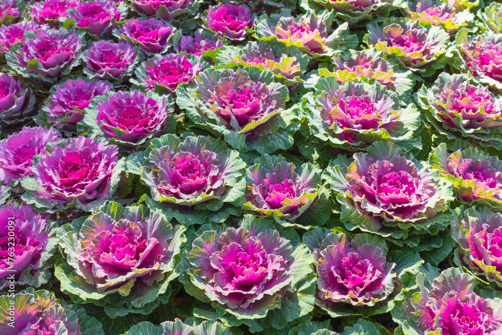 Decorative cabbage plantation, Flowering decorative cabbage plant in garden, Ornamental cabbage Decorative cabbage plantation, Flowering decorative cabbage plant in garden, Ornamental cabbage