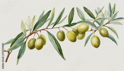 olive branch in watercolor style, isolated on a transparent background for design layouts