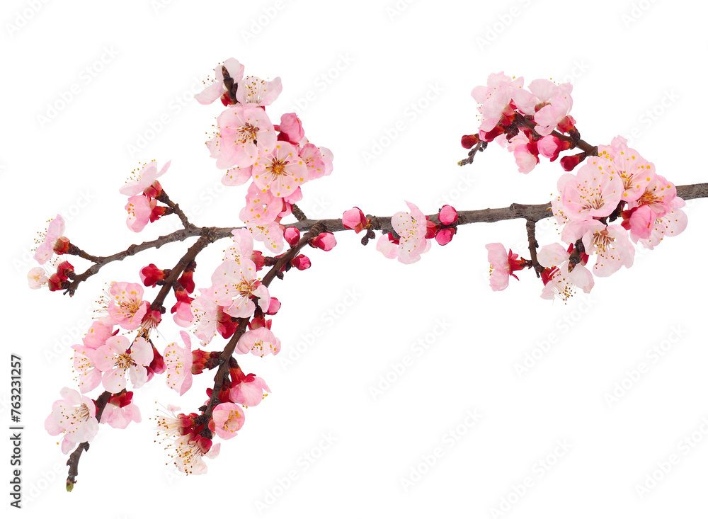 Naklejka premium Blossoming apricot tree branch isolated on white background, Prunus armeniaca