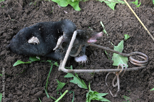 European mole (Talpa europaea) caught in classic copper wire trap, close up.