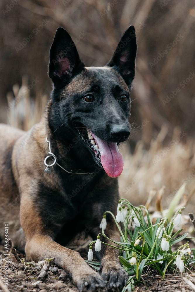 A malinois dog in nature in snowdrops