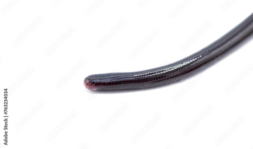 Brahminy Blind snake - Indotyphlops braminus - non venomous fossorial nocturnal species Asia or Africa but have spread worldwide. Eyespot and face closeup isolated on white background