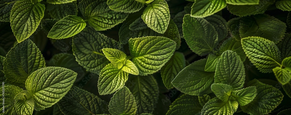 Vibrant green peppermint leaves Vibrant green peppermint leaves
