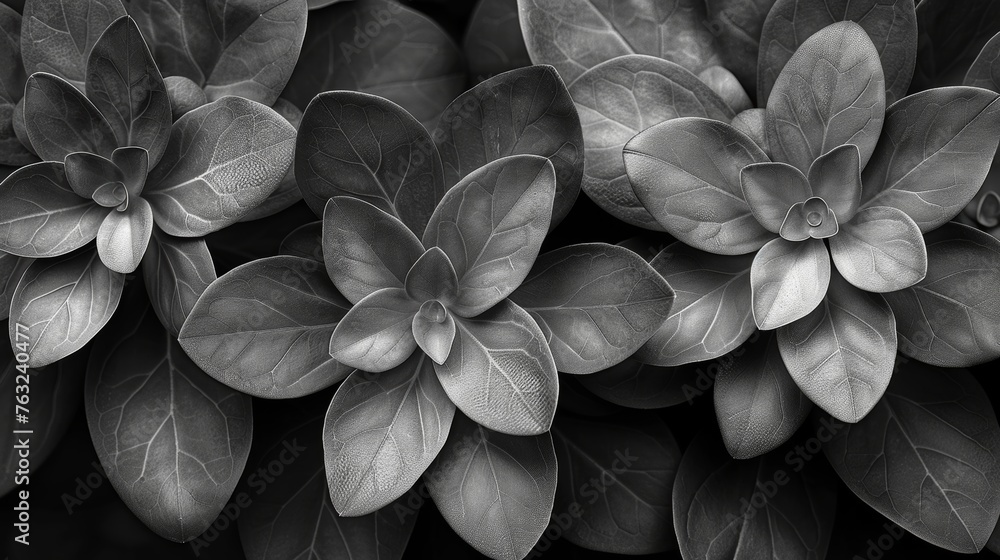 Black and white photography of leaves - obrazy, fototapety, plakaty 