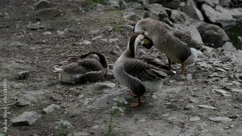 Swan goose (Anser cygnoides) is large goose with natural breeding range in inland Mongolia, northernmost China, and Russian Far East. Swan goose (Anser cygnoides) is large goose with natural breeding range in inland Mongolia, northernmost China, and Russian Far East.