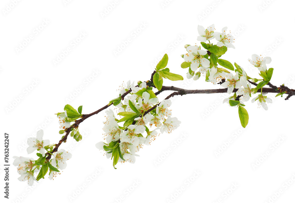 Blossoming Japanese plum tree branch isolated on white background, Prunus salicina - obrazy, fototapety, plakaty 