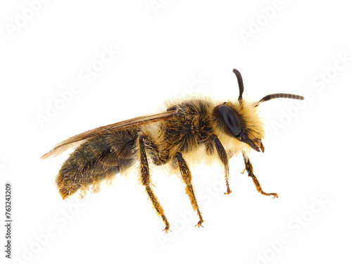 Vernal colletes bee isolated on white background, Colletes cunicularius