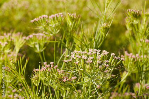 Most popular cumin seeds plant in Egyptian field,unripped cumin crop dry plants,The most widely used spice is cumin or plant,Carum or Caraway and carvi. cumin flower. photo