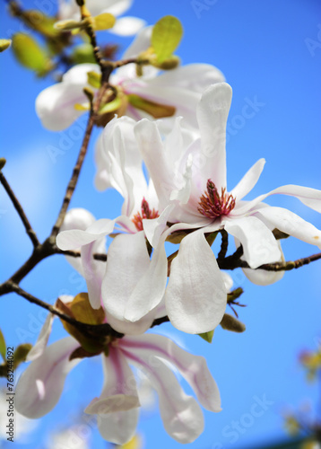 Wallpaper Mural blossom in spring Torontodigital.ca