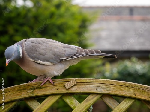 Pigeon Perched on a Fence