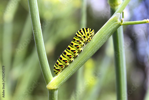 Caterpillar of The Old world swallowtail (Papilio machaon) crawling and feeding on stem of a fennel, close up, natural conditions in garden. photo