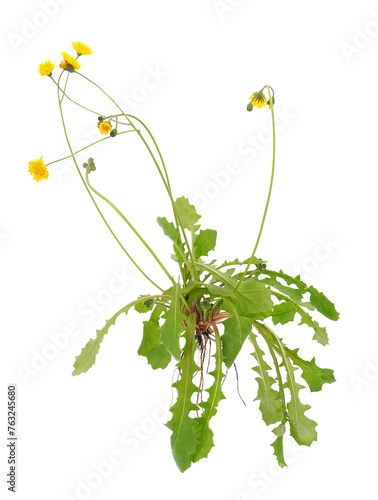 Holy hawksbeard plant isolated on white background, Crepis sancta