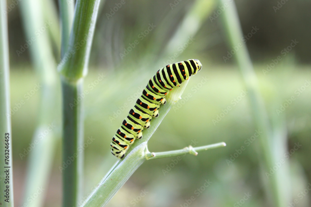 Caterpillar of The Old world swallowtail (Papilio machaon) crawling and feeding on stem of a fennel, close up, natural conditions in garden.