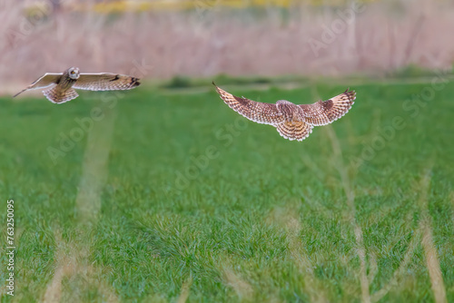                                                                                                                2024   3   17              A beautiful Short-eard Owl  Asio flammeus  family comprising owls  competing with its own kind.  At Arakawa riverbed  Saitama pref  Japan  photo b