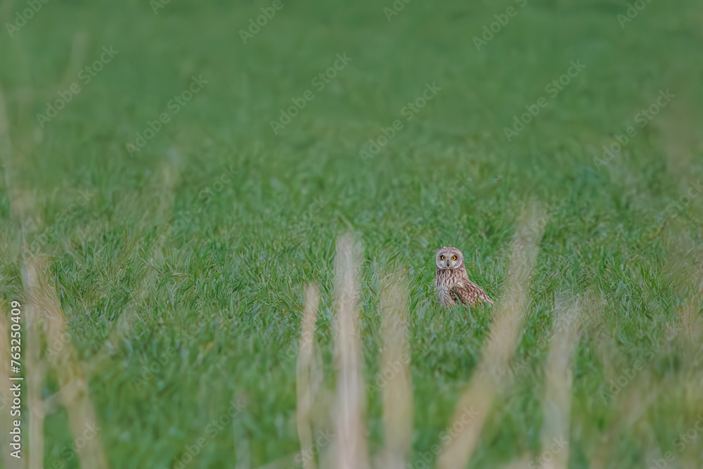 麦畑の枝で休む美しいコミミズク（フクロウ科）。

日本国埼玉県、荒川河川敷にて。
2024年3月17日撮影。

A beautiful Short-eard Owl (Asio flammeus, family comprising owls) resting on a branch in a wheat field.

At Arakawa riverbed, Saitama pref, Jap