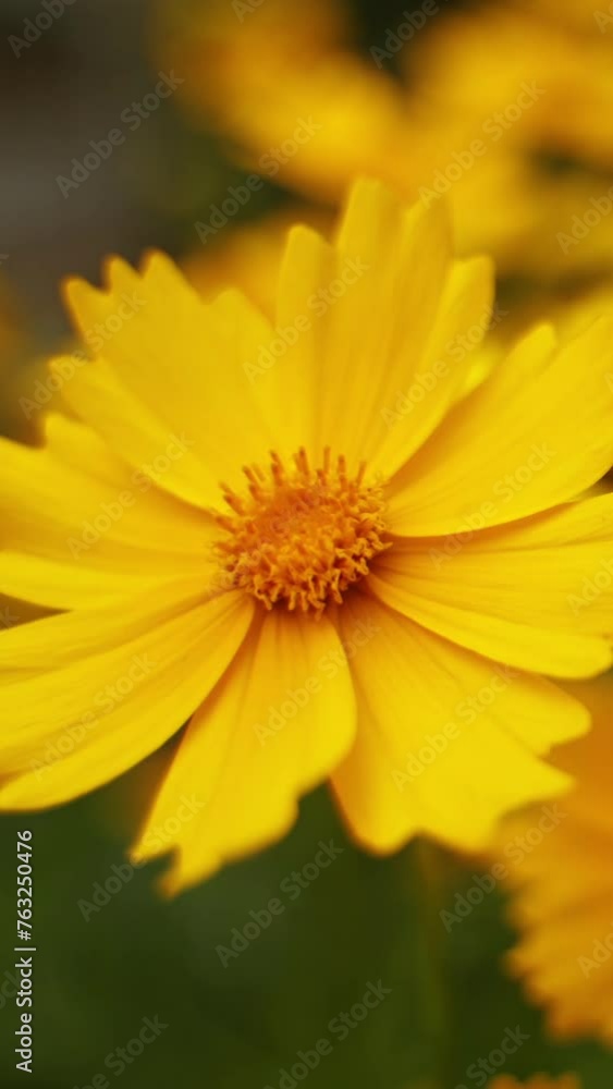 Yellow flowers background. Wild flowers are swaying by wind in summer. Beautiful blooming plants in wildlife. Close-up. Vertical video Yellow flowers background. Wild flowers are swaying by wind in summer. Beautiful blooming plants in wildlife. Close-up. Vertical video
