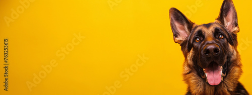 Radiant German Shepherd With Open Mouthed Smile and Alert Expression Awaiting Snacks  Featured on a Monochromatic Yellow Background - Optimal for Engaging Pet Store Advertising with Generous Copy Spac