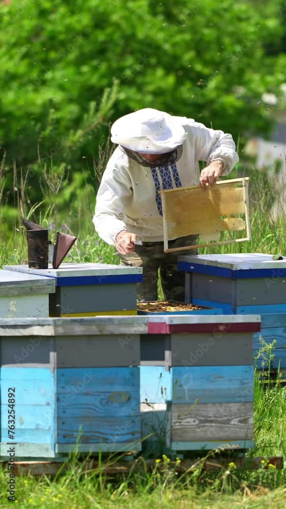 Apiculturist near beehives. Professional beekeeper examining bees at the apiary in summer. Apiarist works in the bees farm among nature. Vertical video Apiculturist near beehives. Professional beekeeper examining bees at the apiary in summer. Apiarist works in the bees farm among nature. Vertical video