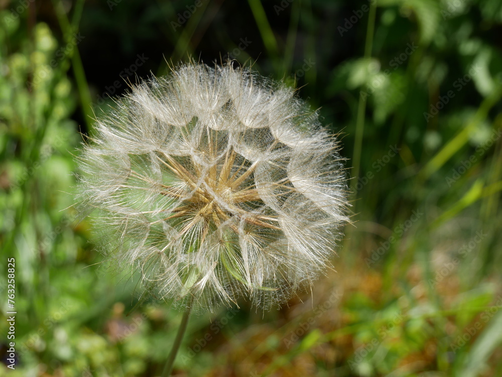 Fototapeta premium dandelion head