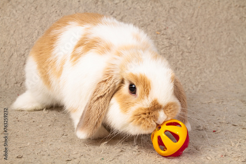 A pet rabbit is playing with a toy