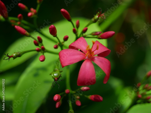 flower in the garden