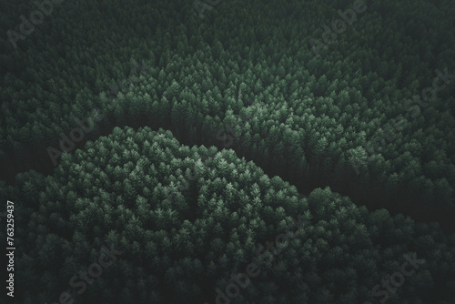 Aerial view of a road covered by trees in Sicily, Italy. photo