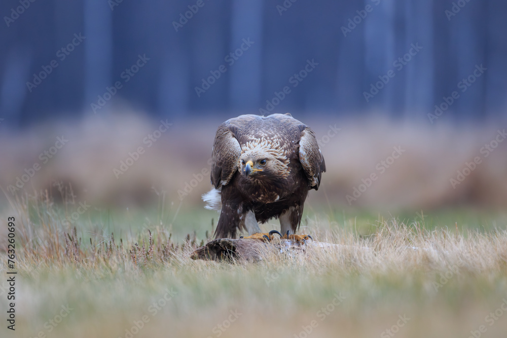 Aggressive golden eagle looking menacingly