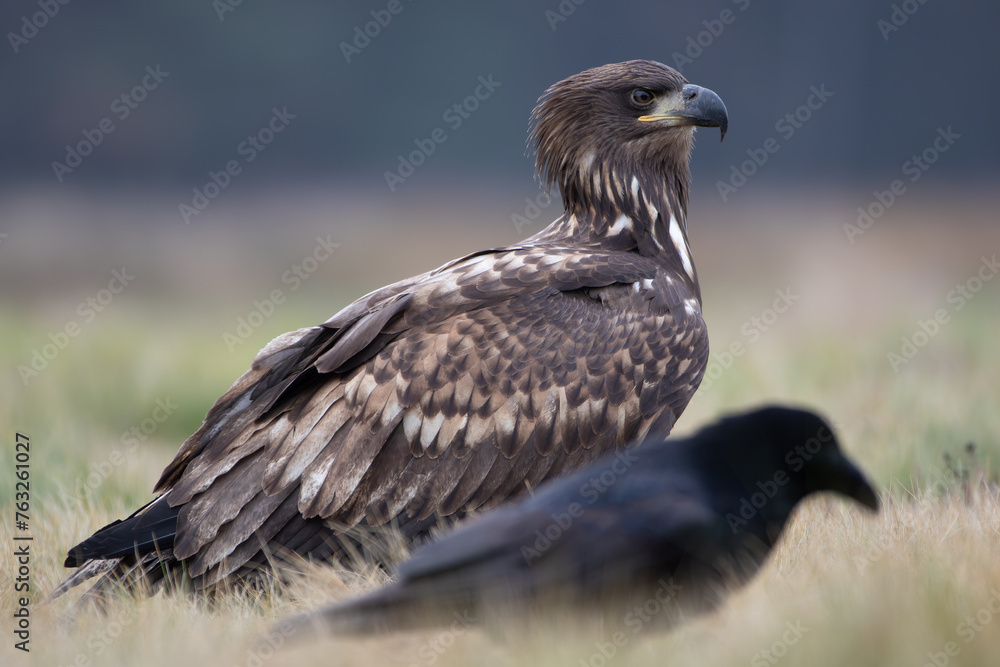 A white-tailed eagle and a raven sitting in a meadow A white-tailed eagle and a raven sitting in a meadow