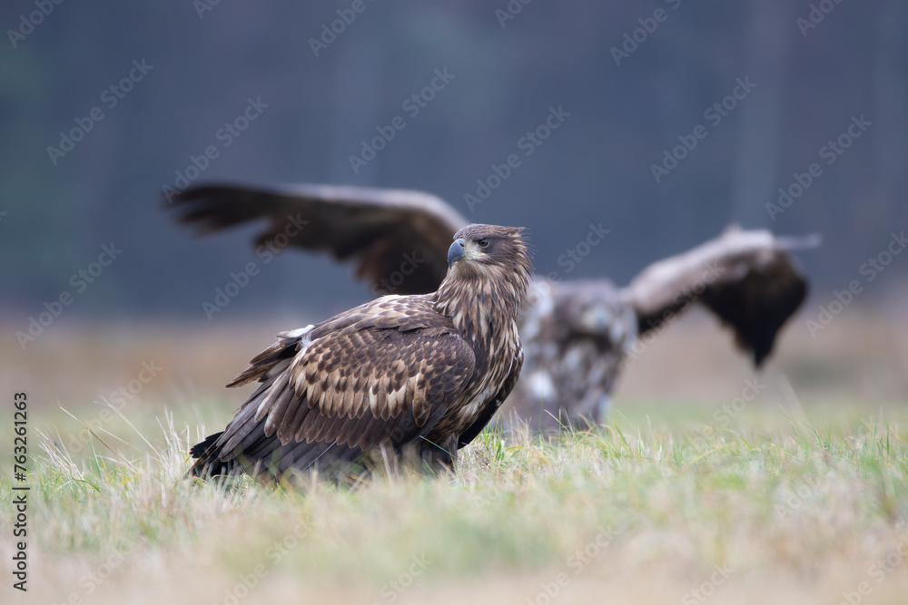 Fototapeta premium White-tailed eagles on an autumn meadow