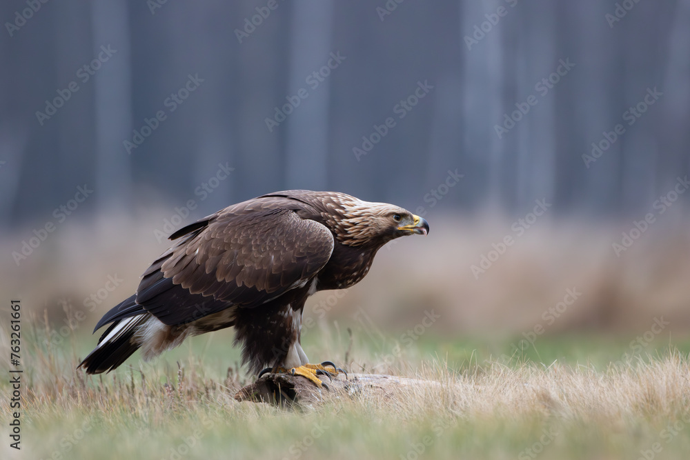 Fototapeta premium Golden eagle on a log against the background of the forest