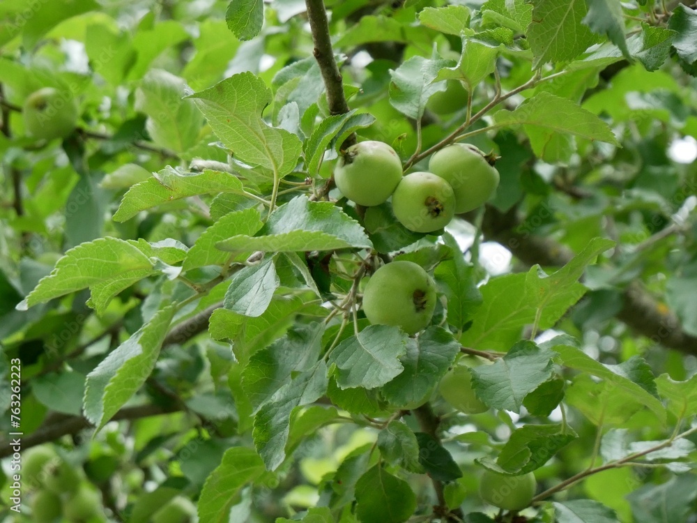Green Apples on a Tree