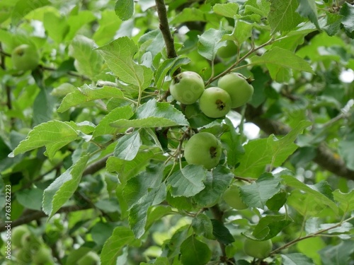 Green Apples on a Tree