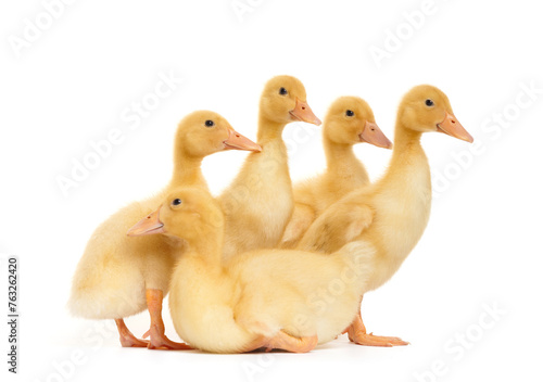 Cute ducklings stand in funny poses on a white background. Little yellow ducklings.