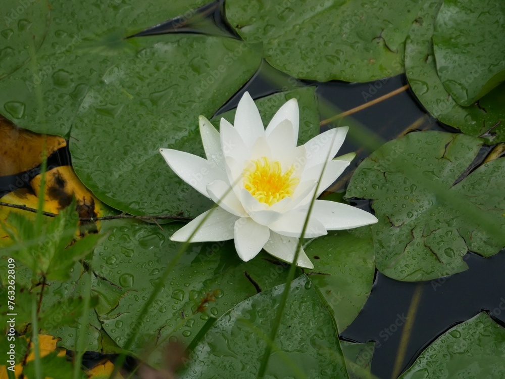 White Water Lily