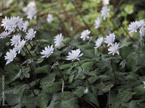 Foto ユキワリイチゲの花