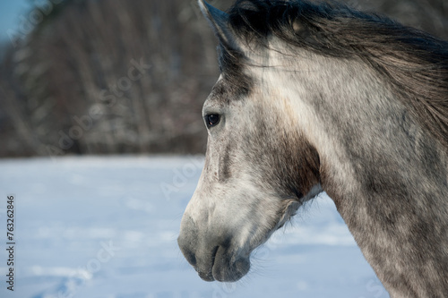 Cute gray horse close up portrait