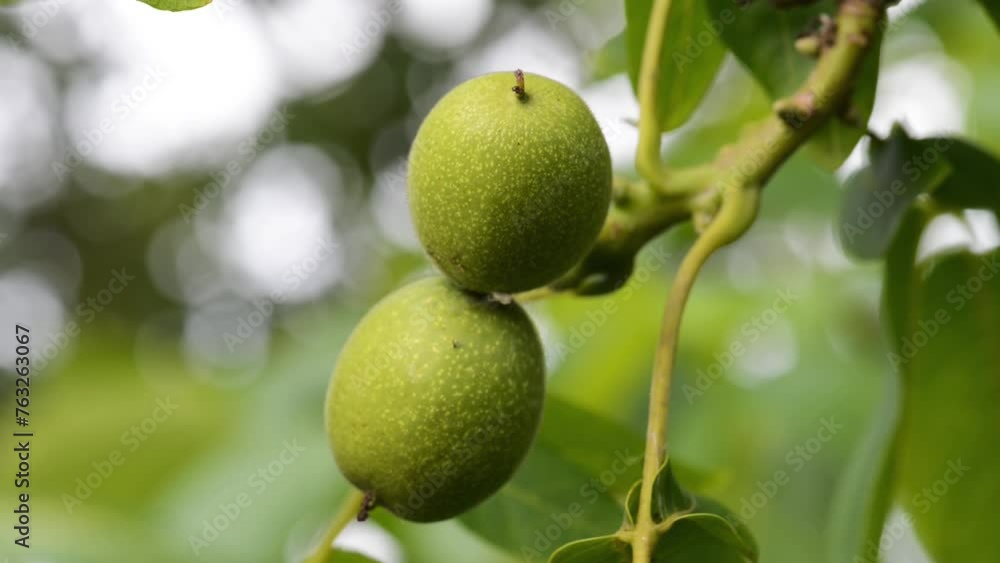 The common walnut in growth. A walnut is the nut of any tree of the genus Juglans (Family Juglandaceae), particularly the Persian or English walnut, Juglans regia. The common walnut in growth. A walnut is the nut of any tree of the genus Juglans (Family Juglandaceae), particularly the Persian or English walnut, Juglans regia.