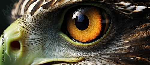 Closeup of a birds eye belonging to the Galliformes order, known for their green beaks. The iris, feather, and beak of this terrestrial animal show remarkable adaptation for hunting and survival