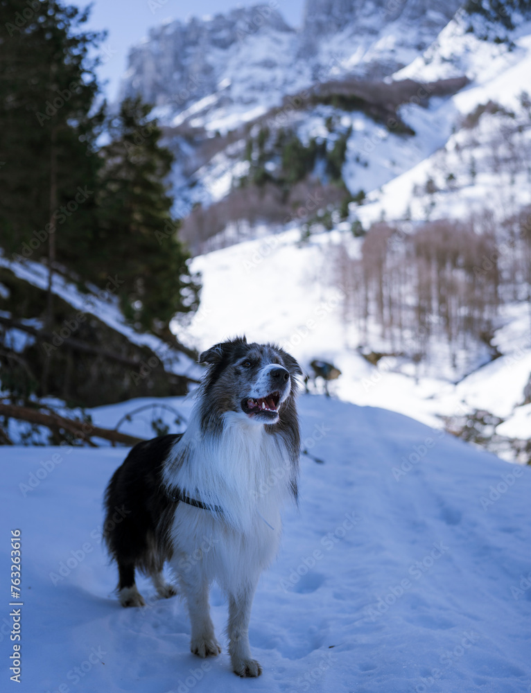 Winter's Companion: Border Collie in Snow Winter's Companion: Border Collie in Snow
