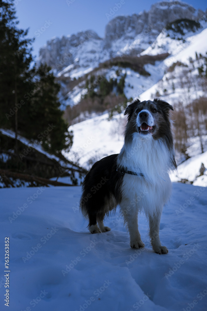 Guardian of the Frost: Majestic Border Collie in Snowscape
