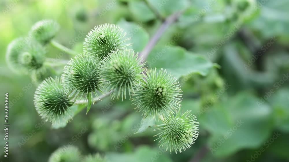Arctium lappa, called greater edible burdock, gobo, beggar's buttons, thorny burr, or happy major is Eurasian species of plants in Aster family, cultivated in gardens for its root used as vegetable. Arctium lappa, called greater edible burdock, gobo, beggar's buttons, thorny burr, or happy major is Eurasian species of plants in Aster family, cultivated in gardens for its root used as vegetable.