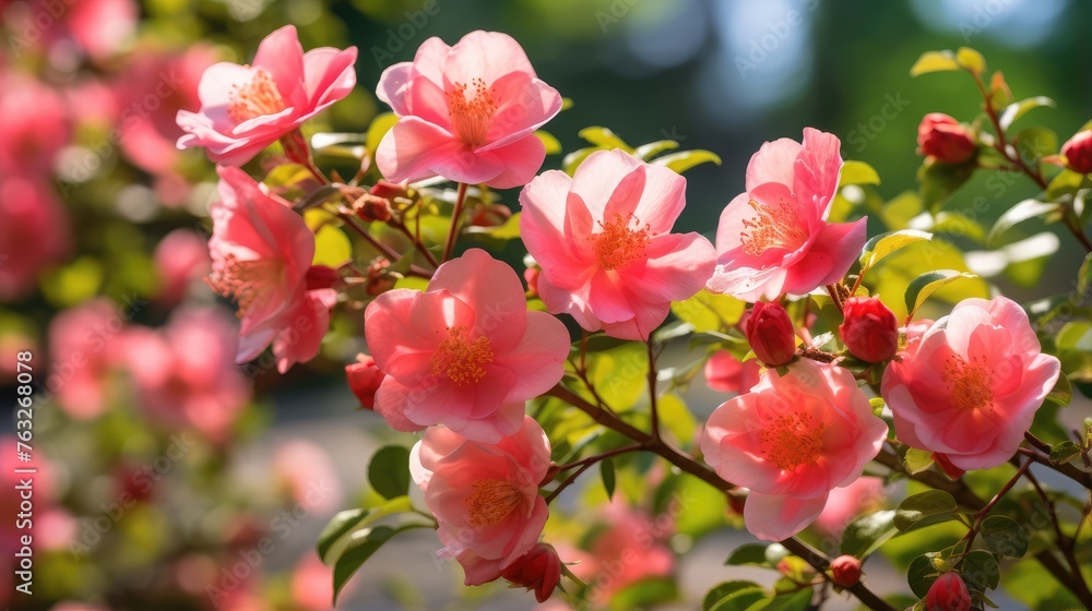 pink flowers pink flowers