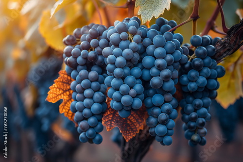  Vineyard Harvest in Progress Generative AI 